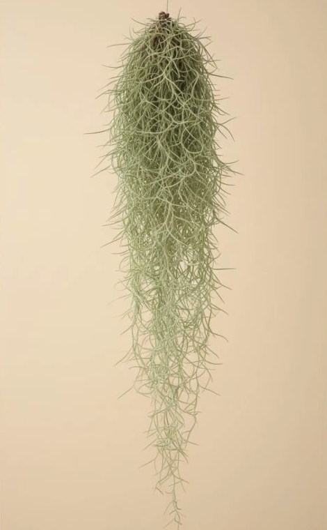 Tillandsia usneoides